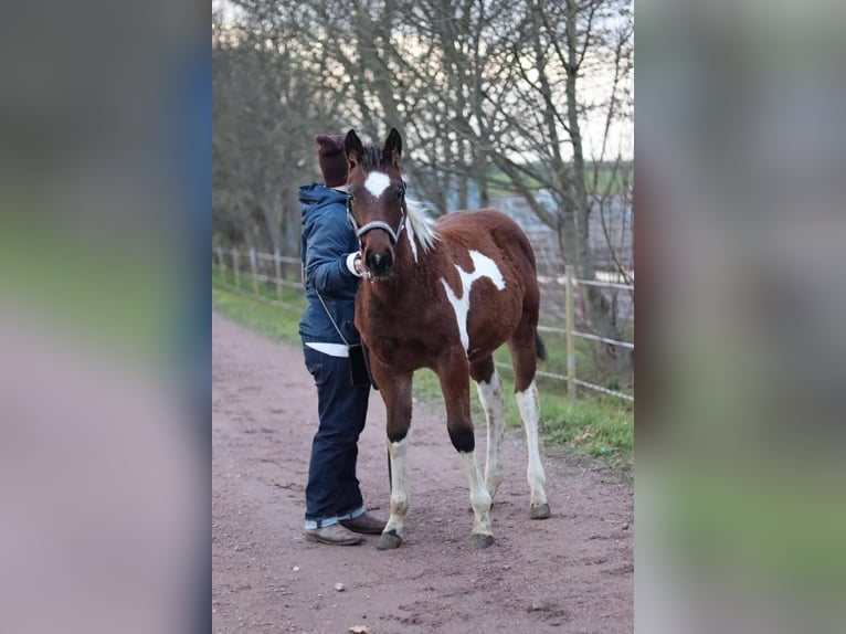 Paint Horse Merrie 1 Jaar 154 cm Gevlekt-paard in Könnern