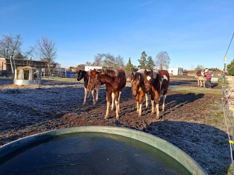 Paint Horse Merrie 1 Jaar 154 cm Gevlekt-paard in Könnern