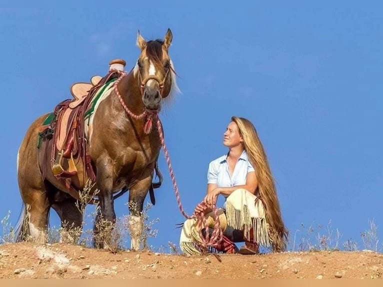 Paint Horse Merrie 1 Jaar 154 cm Gevlekt-paard in Könnern