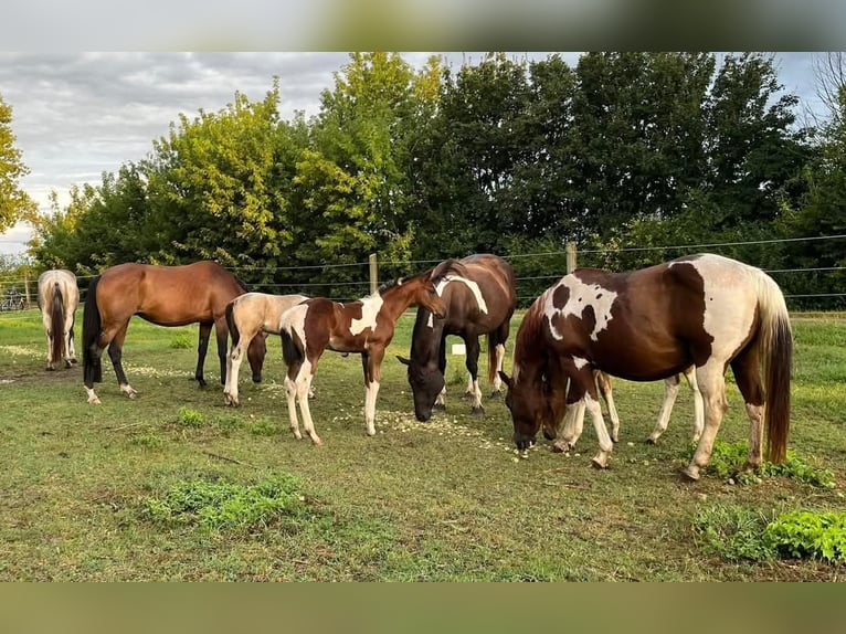 Paint Horse Merrie 1 Jaar 154 cm Gevlekt-paard in Könnern