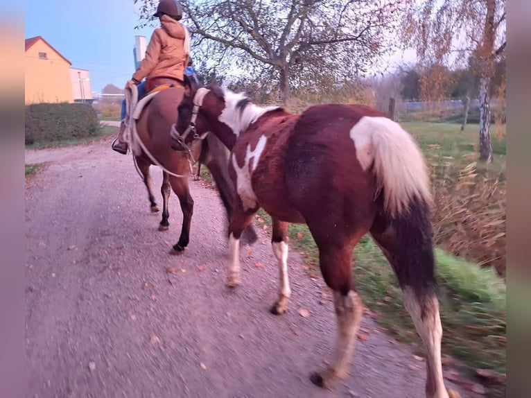 Paint Horse Merrie 1 Jaar 154 cm Gevlekt-paard in Könnern