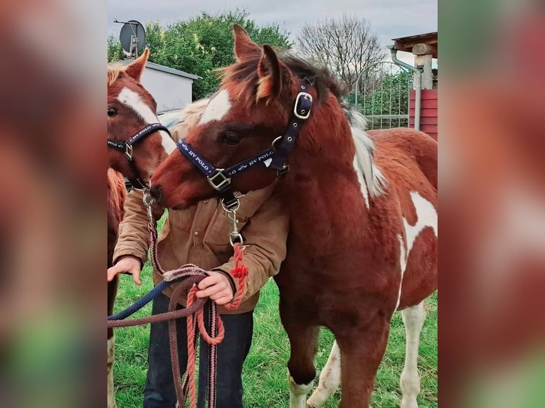 Paint Horse Merrie 1 Jaar 154 cm Gevlekt-paard in Könnern