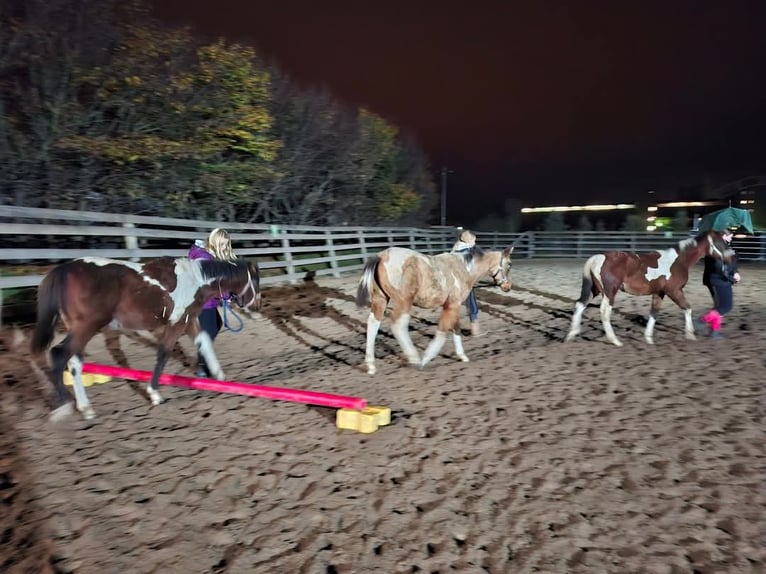 Paint Horse Merrie 1 Jaar 154 cm Gevlekt-paard in Könnern