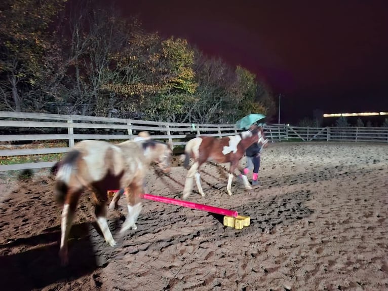 Paint Horse Merrie 1 Jaar 154 cm Gevlekt-paard in Könnern