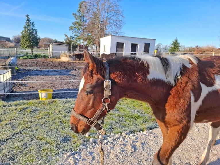 Paint Horse Merrie 1 Jaar 154 cm Gevlekt-paard in Könnern