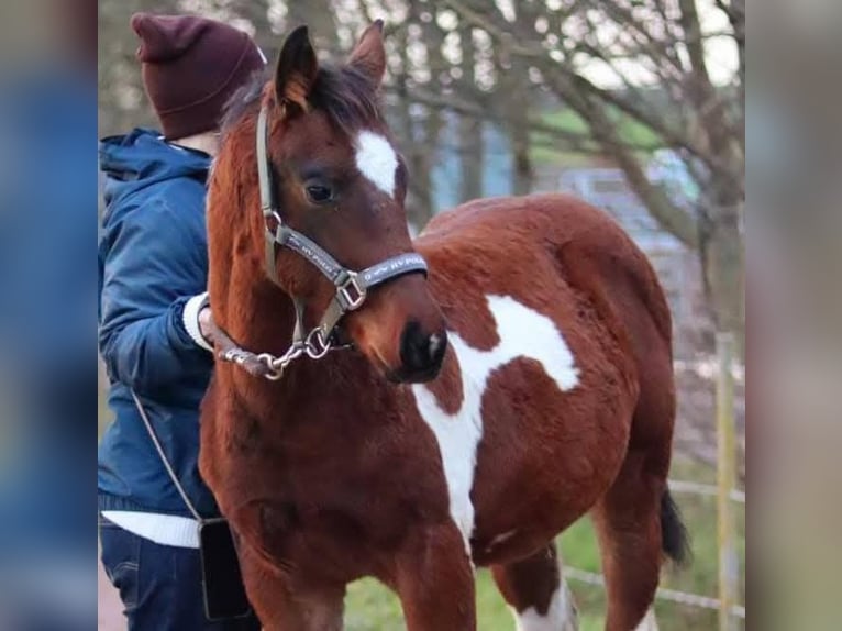 Paint Horse Merrie 1 Jaar 154 cm Gevlekt-paard in Könnern