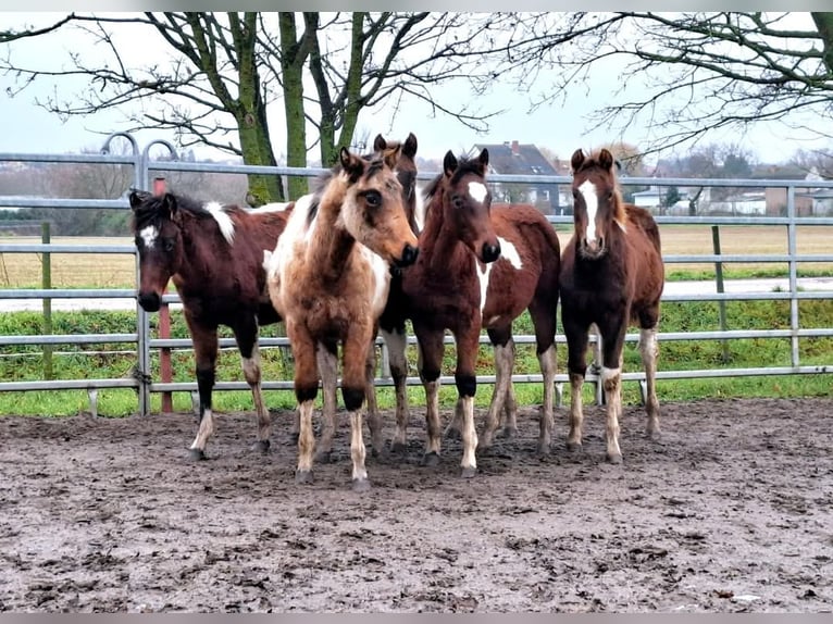 Paint Horse Merrie 1 Jaar 154 cm Gevlekt-paard in Könnern