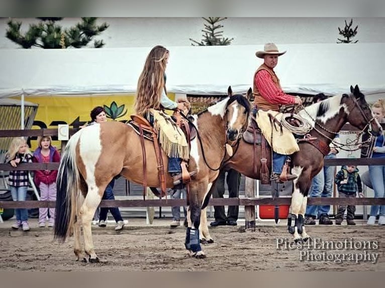 Paint Horse Merrie 1 Jaar 154 cm Gevlekt-paard in Könnern