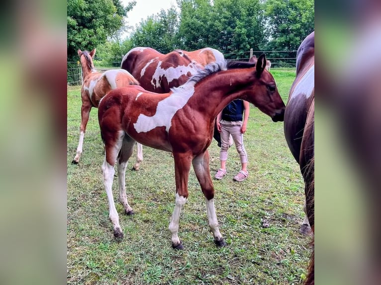 Paint Horse Merrie 1 Jaar 154 cm Gevlekt-paard in Könnern