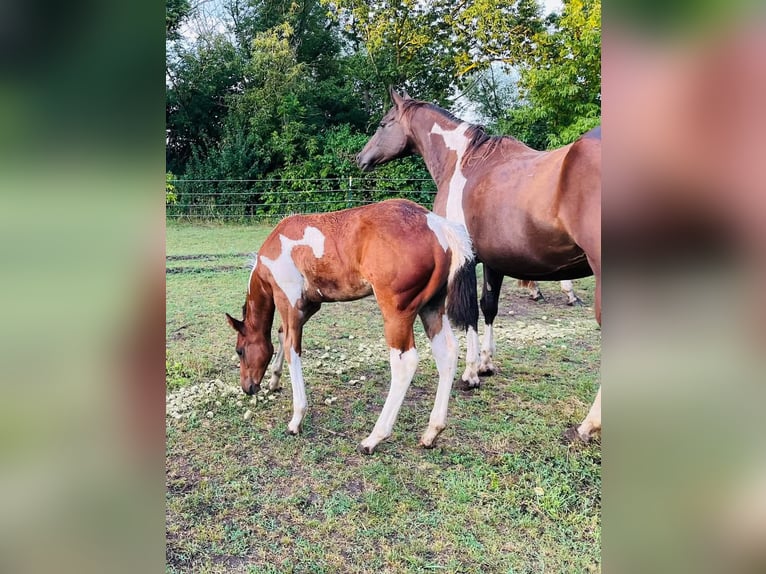 Paint Horse Merrie 1 Jaar 154 cm Gevlekt-paard in Könnern