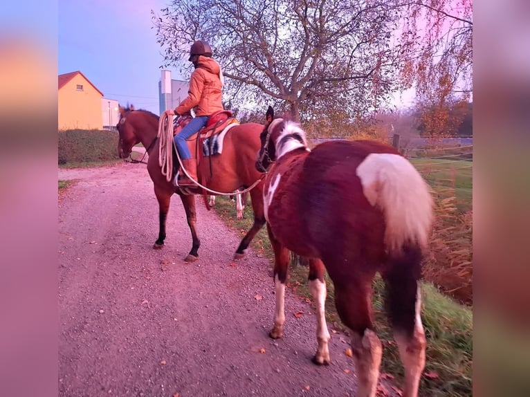 Paint Horse Merrie 1 Jaar 154 cm Gevlekt-paard in Könnern