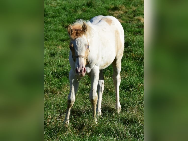 Paint Horse Merrie 1 Jaar 154 cm Gevlekt-paard in Buchbach