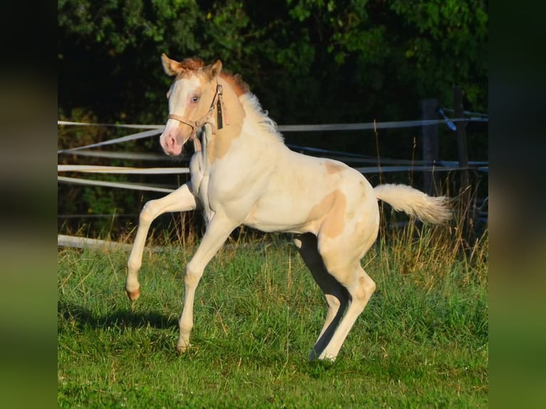 Paint Horse Merrie 1 Jaar 154 cm Gevlekt-paard in Buchbach