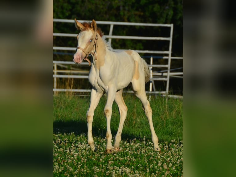 Paint Horse Merrie 1 Jaar 154 cm Gevlekt-paard in Buchbach