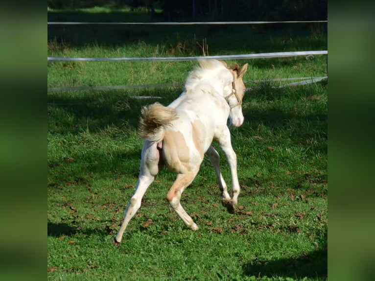 Paint Horse Merrie 1 Jaar 154 cm Gevlekt-paard in Buchbach