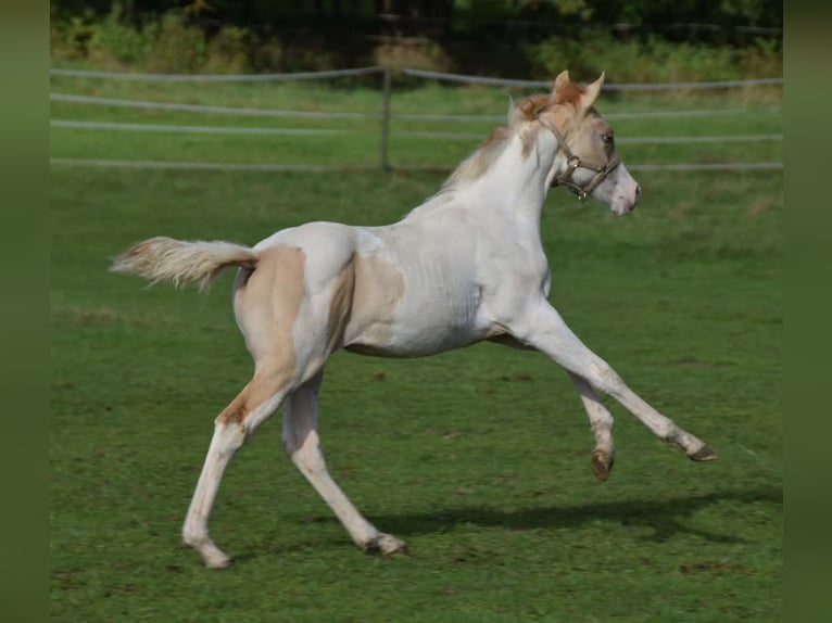 Paint Horse Merrie 1 Jaar 154 cm Gevlekt-paard in Buchbach