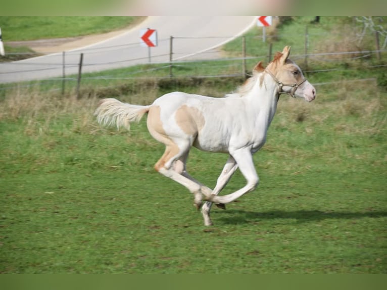 Paint Horse Merrie 1 Jaar 154 cm Gevlekt-paard in Buchbach