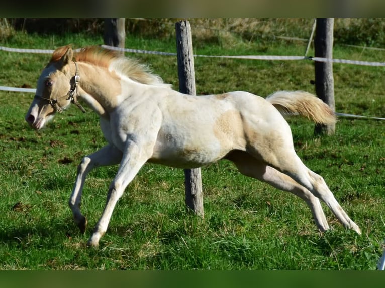 Paint Horse Merrie 1 Jaar 154 cm Gevlekt-paard in Buchbach