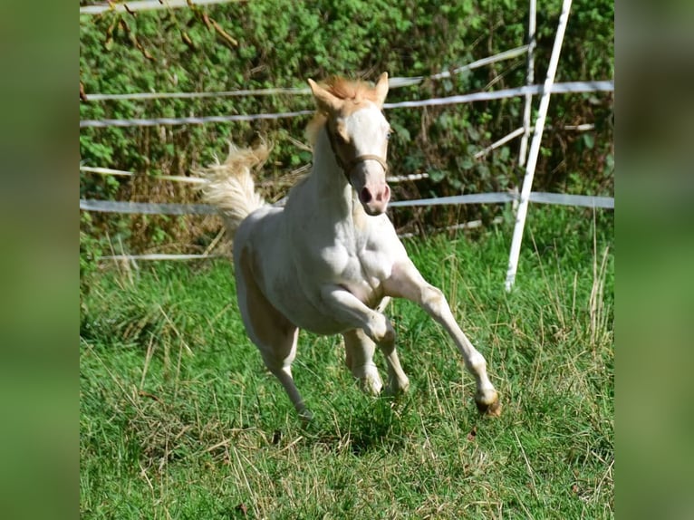 Paint Horse Merrie 1 Jaar 154 cm Gevlekt-paard in Buchbach