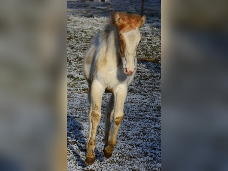 Paint Horse Merrie 1 Jaar 154 cm Gevlekt-paard in Buchbach