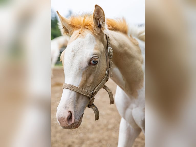 Paint Horse Merrie 1 Jaar 154 cm Gevlekt-paard in Buchbach