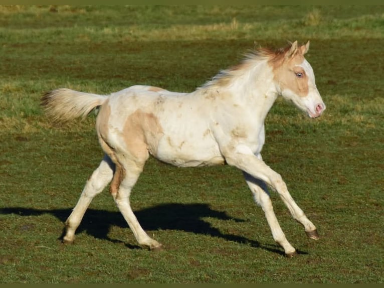 Paint Horse Merrie 1 Jaar 154 cm Gevlekt-paard in Buchbach