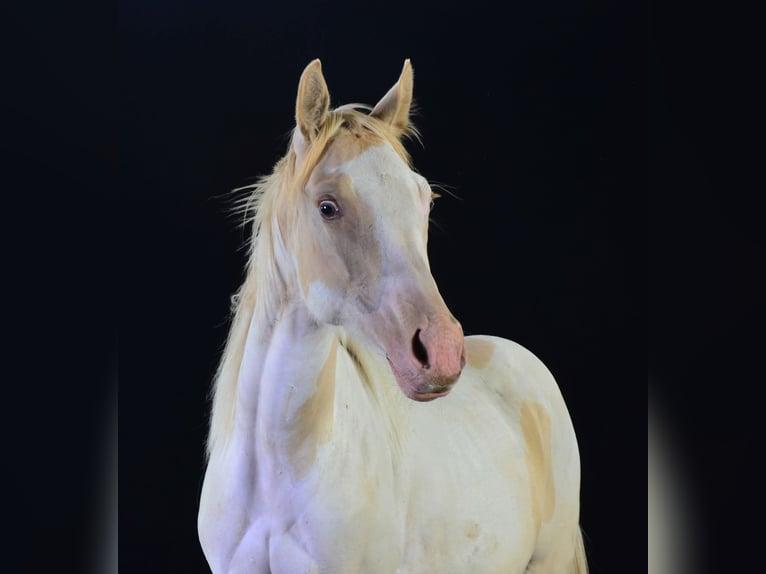 Paint Horse Merrie 1 Jaar 154 cm in Buchbach