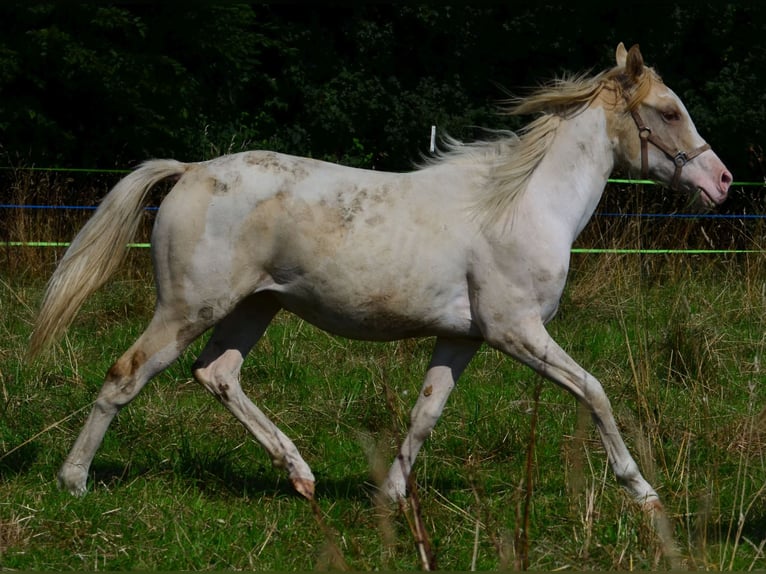 Paint Horse Merrie 1 Jaar 154 cm in Buchbach