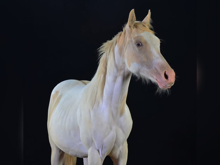 Paint Horse Merrie 1 Jaar 154 cm in Buchbach