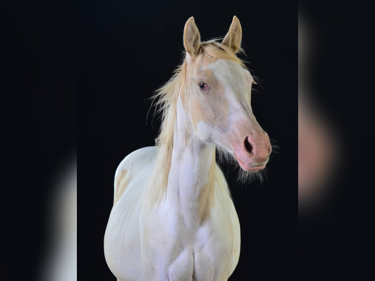 Paint Horse Merrie 1 Jaar 154 cm in Buchbach