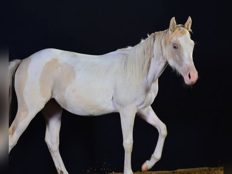 Paint Horse Merrie 1 Jaar 154 cm in Buchbach