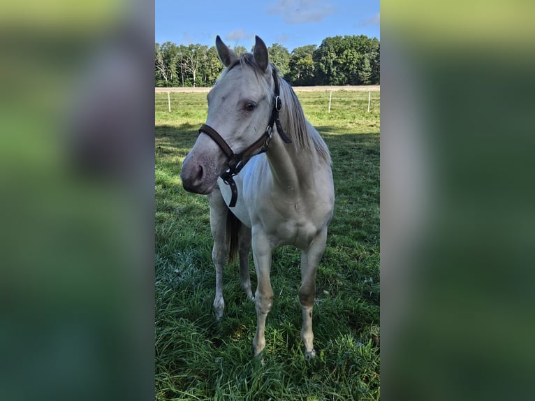 Paint Horse Merrie 1 Jaar 155 cm Champagne in Celle