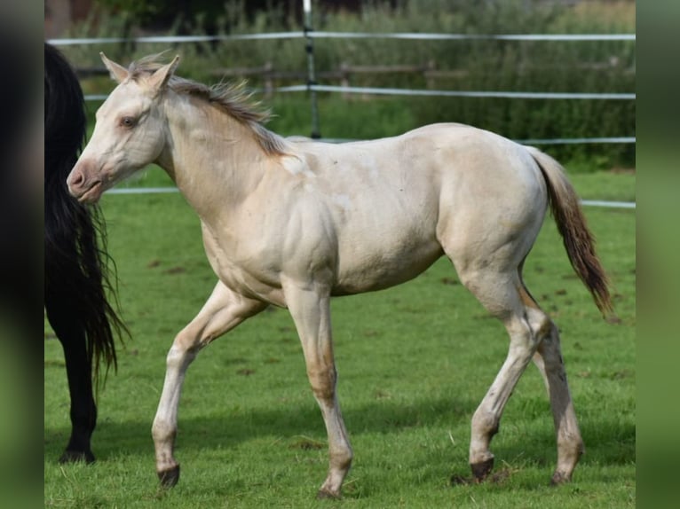 Paint Horse Merrie 1 Jaar 155 cm Champagne in Celle