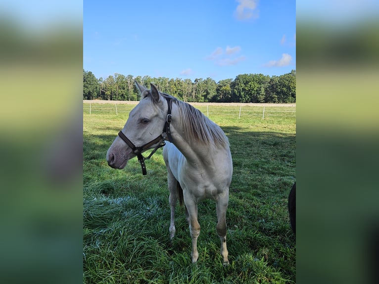 Paint Horse Merrie 1 Jaar 155 cm Champagne in Celle