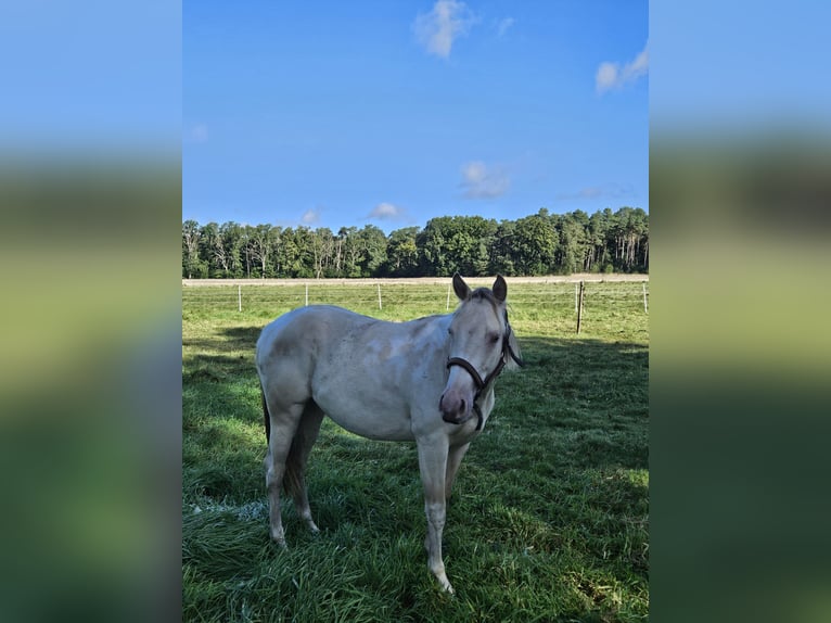 Paint Horse Merrie 1 Jaar 155 cm Champagne in Celle