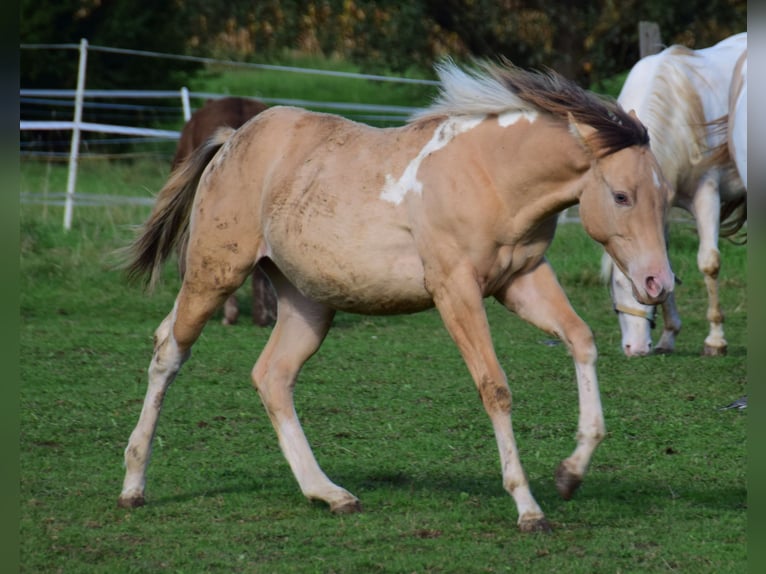 Paint Horse Merrie 1 Jaar 155 cm Champagne in Buchbach