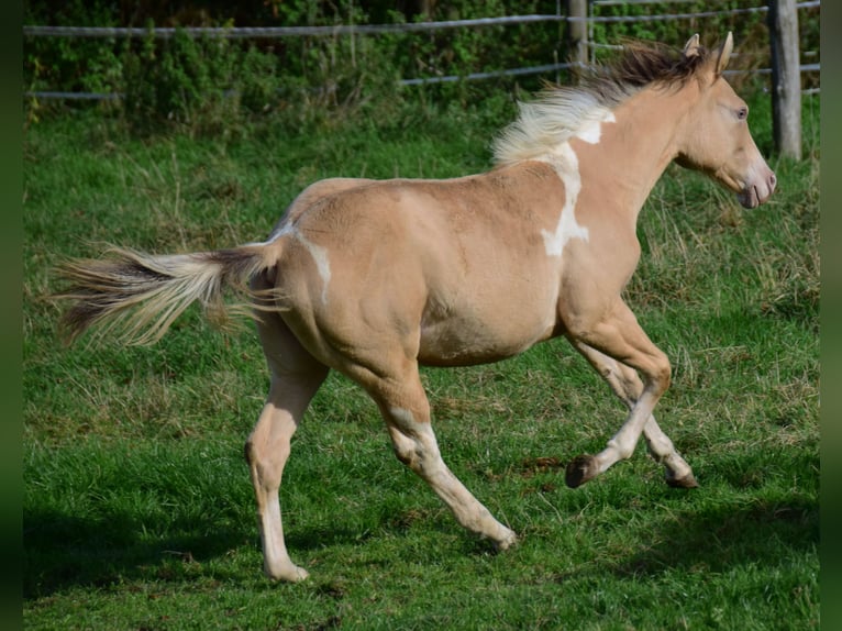 Paint Horse Merrie 1 Jaar 155 cm Champagne in Buchbach