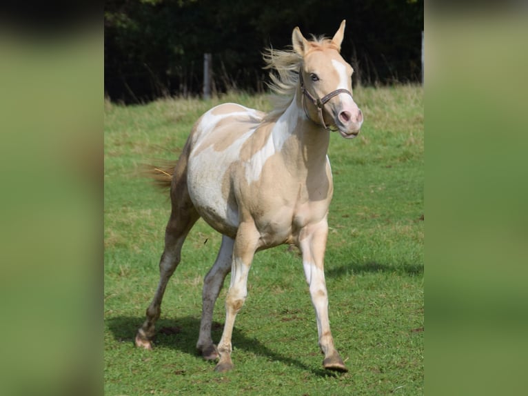 Paint Horse Merrie 1 Jaar 155 cm Gevlekt-paard in Buchbach