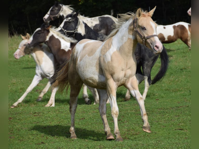 Paint Horse Merrie 1 Jaar 155 cm Gevlekt-paard in Buchbach