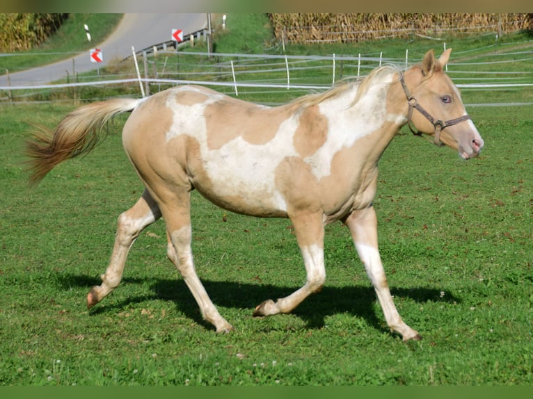 Paint Horse Merrie 1 Jaar 155 cm Gevlekt-paard in Buchbach