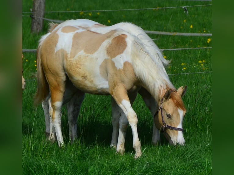 Paint Horse Merrie 1 Jaar 155 cm Gevlekt-paard in Buchbach