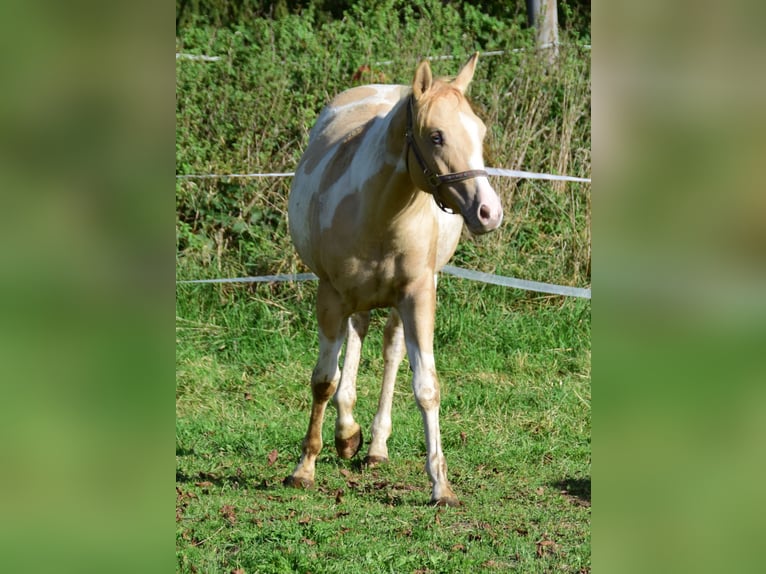 Paint Horse Merrie 1 Jaar 155 cm Gevlekt-paard in Buchbach