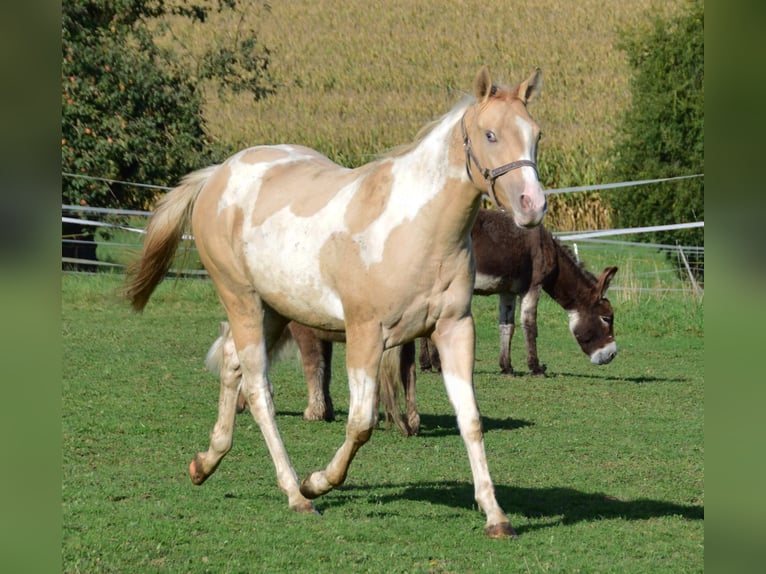 Paint Horse Merrie 1 Jaar 155 cm Gevlekt-paard in Buchbach