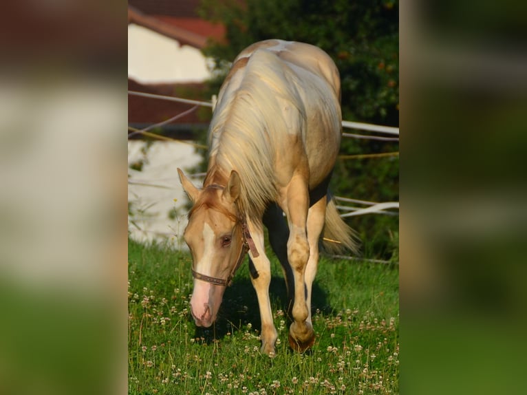 Paint Horse Merrie 1 Jaar 155 cm Gevlekt-paard in Buchbach