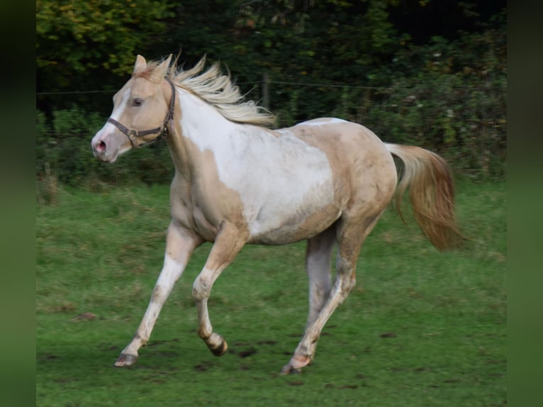 Paint Horse Merrie 1 Jaar 155 cm Gevlekt-paard in Buchbach