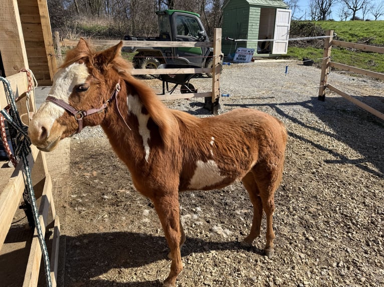Paint Horse Merrie 1 Jaar 155 cm Overo-alle-kleuren in Edelsbach bei Feldbacj