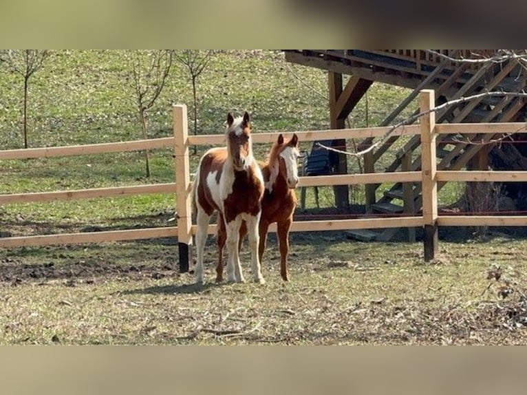 Paint Horse Merrie 1 Jaar 155 cm Overo-alle-kleuren in Edelsbach bei Feldbacj