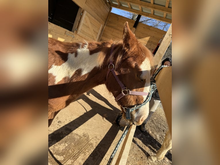 Paint Horse Merrie 1 Jaar 155 cm Overo-alle-kleuren in Edelsbach bei Feldbacj