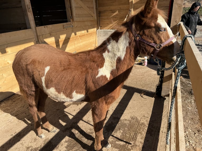 Paint Horse Merrie 1 Jaar 155 cm Overo-alle-kleuren in Edelsbach bei Feldbacj