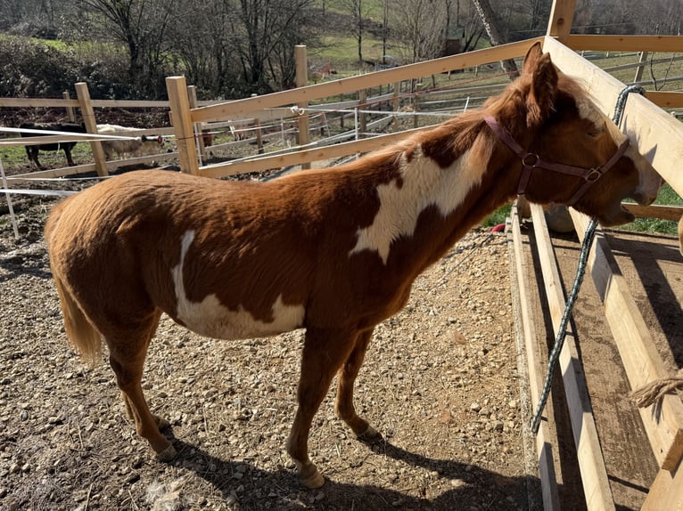 Paint Horse Merrie 1 Jaar 155 cm Overo-alle-kleuren in Edelsbach bei Feldbacj